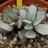 Adromischus umbraticola ©JLcoll.4893.jpg